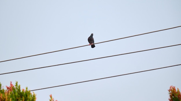 Palomas sentadas en los cables eléctricos