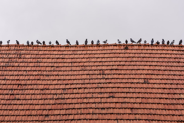 Palomas sentadas en una fila en el antiguo techo de tejas rojas