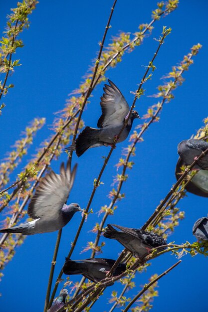 Palomas sentadas en la rama de un árbol