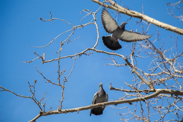 Palomas sentadas en la rama de un árbol