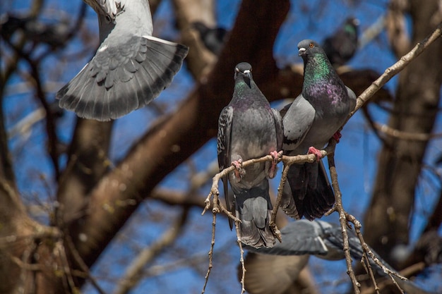 Palomas sentadas en la rama del árbol