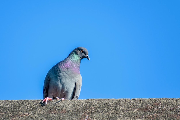 Palomas sentadas en la repisa de la pared del techo