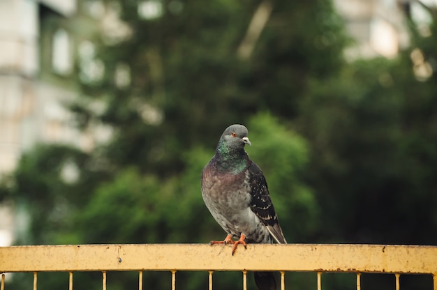 Las palomas se sientan en una valla de hierro amarillo contra los árboles de la ciudad