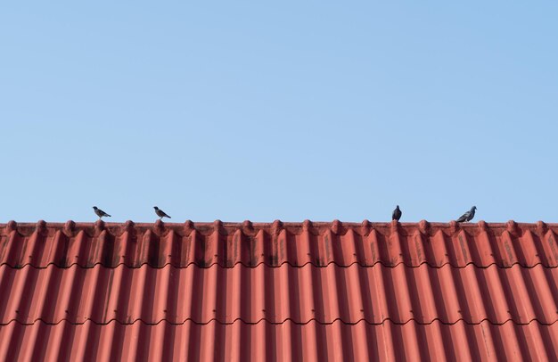 Foto palomas en el techo de la casa x9