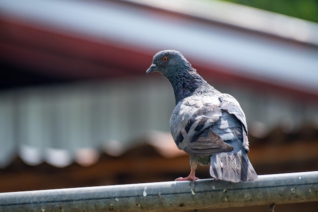 Las palomas en el techo son un problema para los residentes al crear suciedad y gérmenes de sus excrementos.