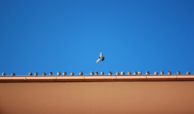 palomas en el techo