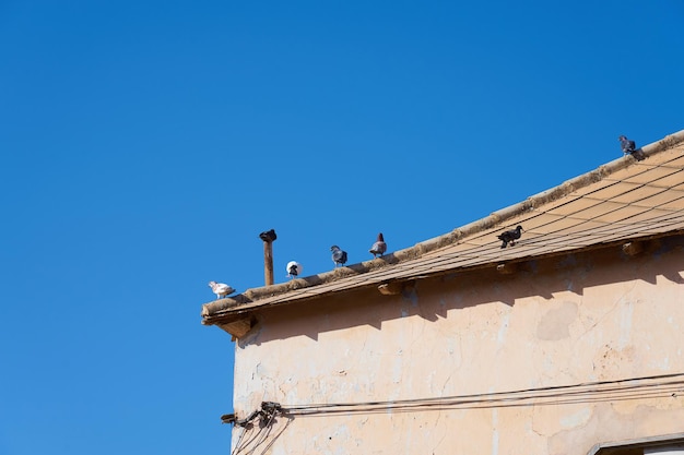 Las palomas toman el sol en el techo de una casa antigua