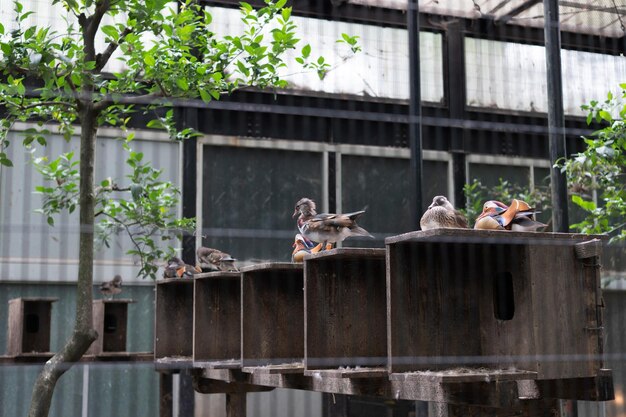 Foto palomas en una valla contra la pared