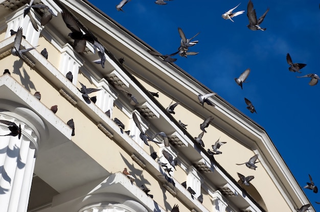 Palomas voladoras