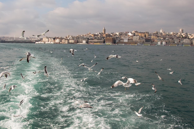 Las palomas vuelan en el cielo sobre el mar en Estambul en el entorno urbano