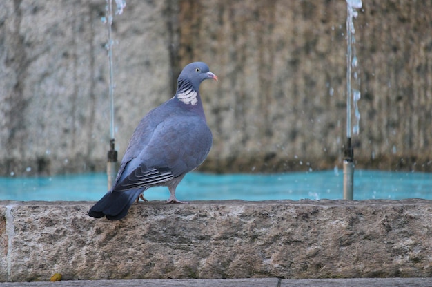 Foto palomas