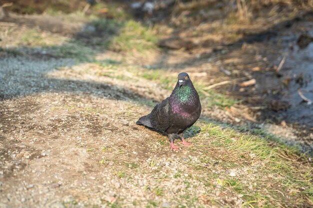 palomas