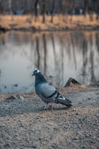 palomas