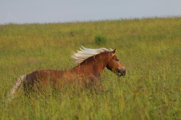 Palomino-Pferd, das auf dem Gebiet läuft