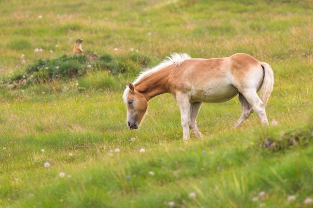 Palomino Pferd weidet