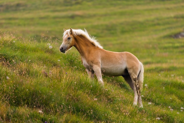 Palomino Pferd weidet