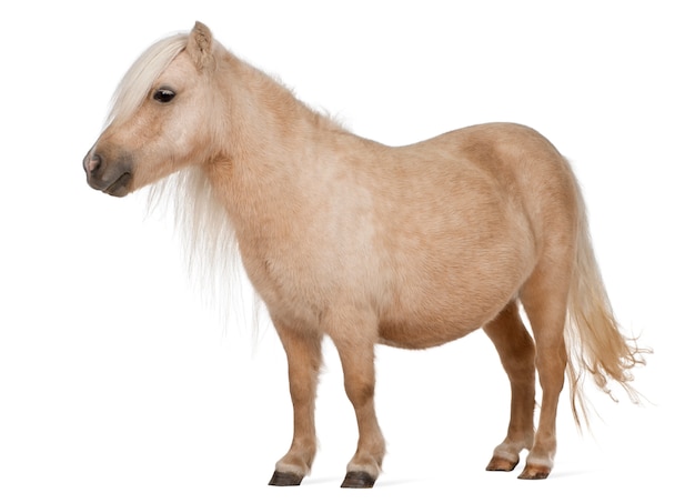 Palomino Shetland pony, Equus caballus pie ion blanco aislado