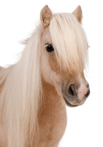 Palomino Shetland pony, Equus caballus pie ion blanco aislado