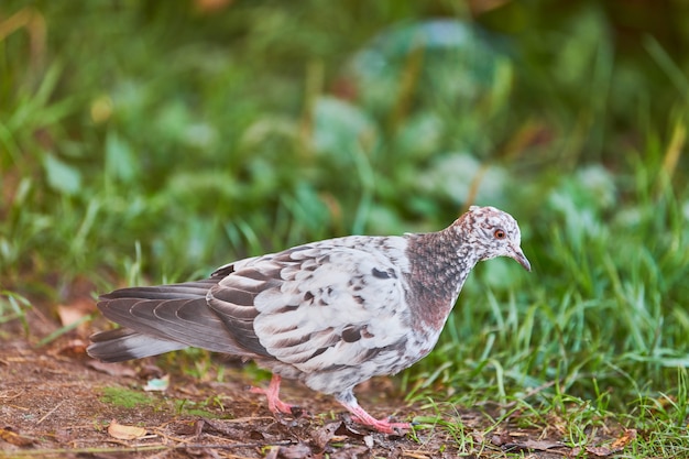 Palomita en busca de comida