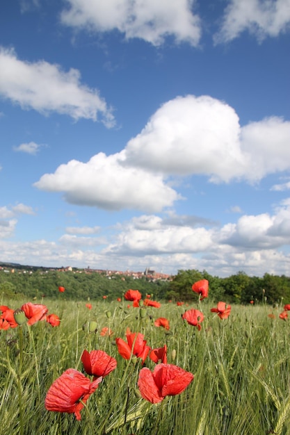 Foto palomitas rojas en el campo contra el cielo