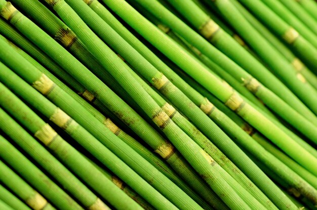 Foto palos de bambú verde