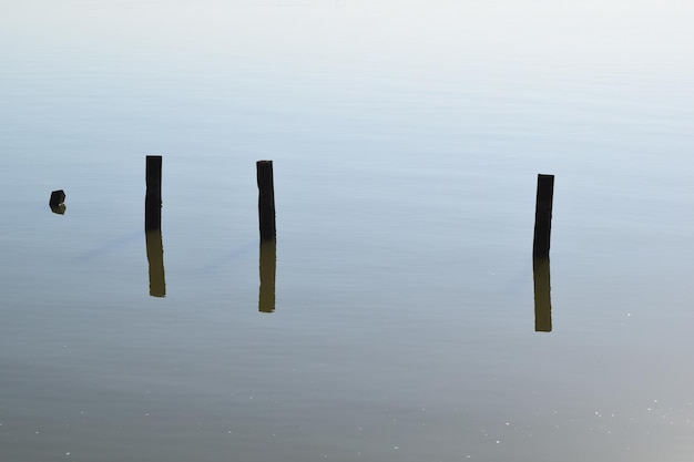 Palos sobre el lago en el Parque Nacional de Doñana