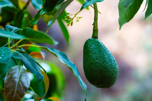 Foto palta de fruta de aguacate verde colgando del árbol