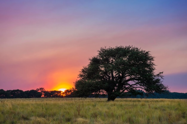 Pampa-Baumlandschaft bei Sonnenuntergang Provinz La Pampa Argentinien