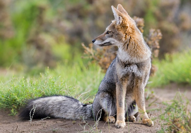 Pampas Graufuchs in Pampasgras Umgebung La Pampa Provinz Patagonien Argentinien