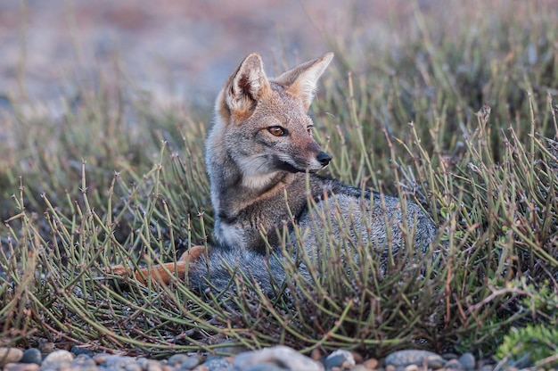 Pampas Graufuchs La Pampa Patagonien Argentinien