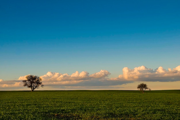 Pampas paisagem countryside La Pampa Patagônia Argentina