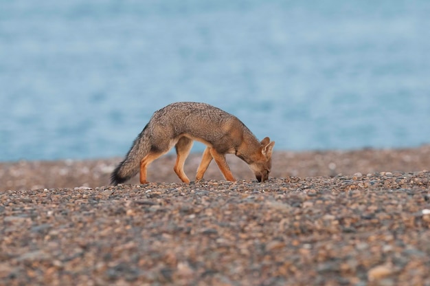 Foto pampas raposa cinza la pampa patagônia argentina