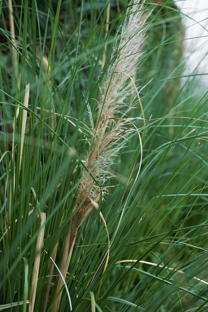 Pampas textura de grama verde