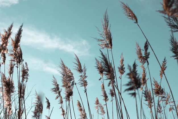 Pampasgras am Himmel, abstrakter natürlicher Hintergrund von weichen Pflanzen Cortaderia selloana, die sich im Wind bewegen. Weichzeichner, unscharfer Hintergrund