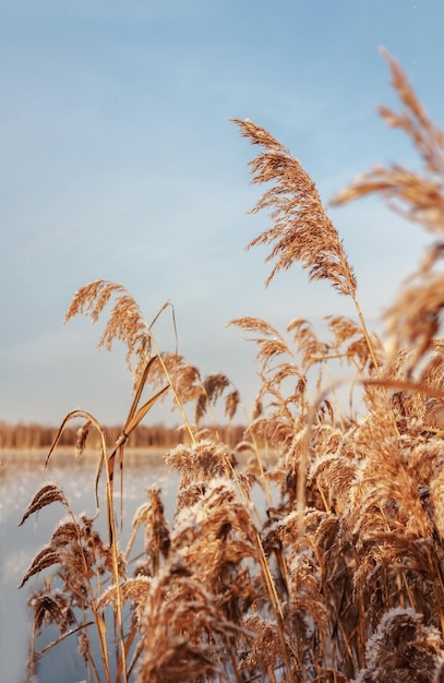 Pampasgras auf dem See, Schilfschicht, Schilfsamen. Goldenes Schilf auf dem See wiegt sich im Wind gegen den blauen Himmel.