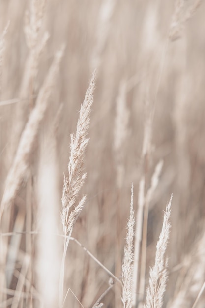 Foto pampasgras im herbst natürlicher hintergrund trockenes beige schilf neutrale pastellfarben und erdtöne banner selektiver fokus