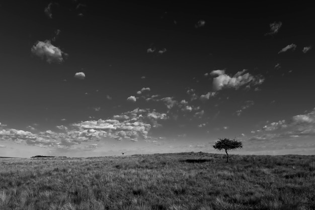 Pampasgras Landschaft La Pampa Provinz Patagonien Argentinien