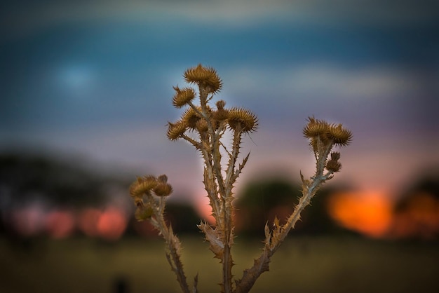 Pampasgraslandschaft, Patagonien Argentinien