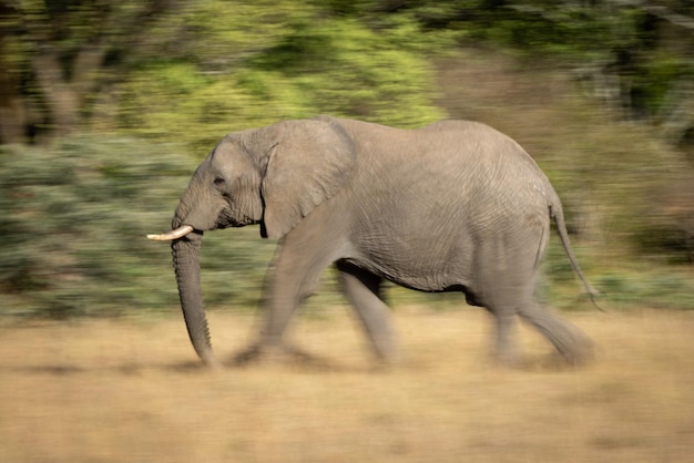 Foto pan lenta do elefante africano de mata a caminhar