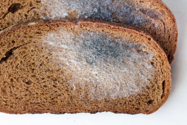 Pan de moho, rebanado. La comida es peligrosa para la salud