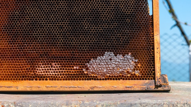 Panal de abeja en el colmenar