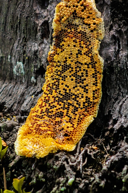 Foto panal de abejas aferrado al tronco inferior de un árbol de coco en un jardín