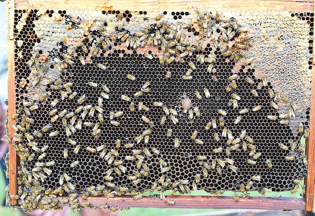 Panal de abejas sin gente