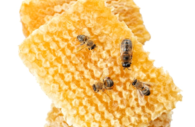 Panal con abejas sobre fondo blanco.
