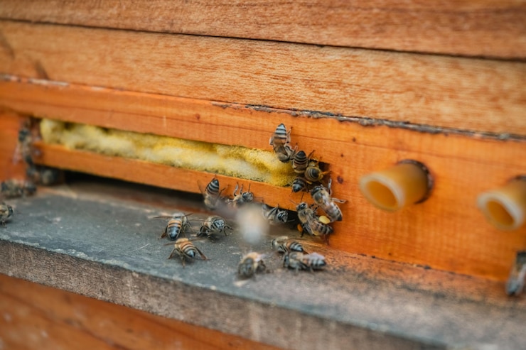 Foto panal de abejas