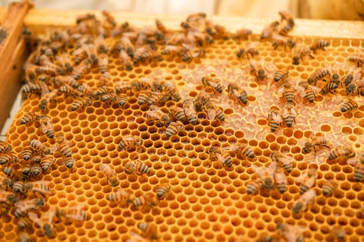 Foto panal de abejas