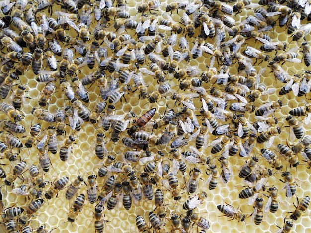 Foto panal de cera de textura hexagonal de fondo de una colmena de abejas