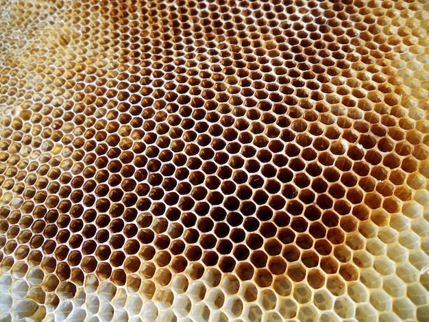 Panal de cera de textura hexagonal de fondo de una colmena de abejas