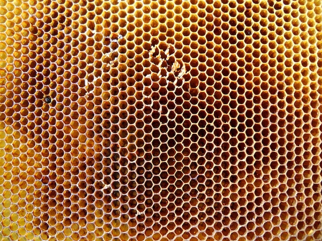 Foto panal de cera de textura hexagonal de fondo de una colmena de abejas