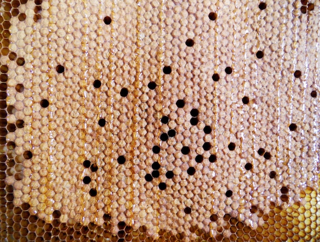 Panal de cera de textura hexagonal de fondo de una colmena de abejas